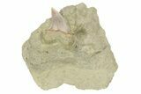 Hooked White Shark Tooth Fossil on Sandstone - Bakersfield, CA #238322-1